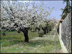 April cherry blossom